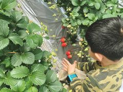 -大自然农场蔬菜草莓采摘园