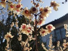 -东山雕花楼