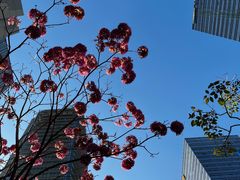 -深圳华侨城医院