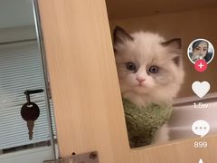 -喵zoo家庭繁育猫舍(尖东智能花园店)