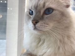 -瞄一喵猫咖(格力海岸店)