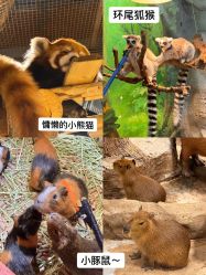 -Zoolung Zoolung动物主题公园(海信广场店)