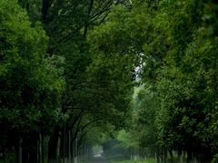 -昆山城市生态森林公园