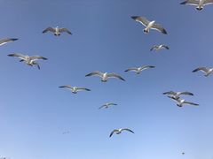 -海驴岛(荣成市)