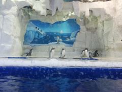 -华夏文旅海洋公园