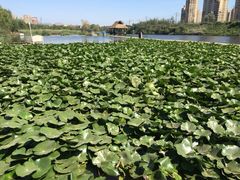 前关湿地公园-前关湿地公园