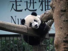 -中国大熊猫保护研究中心雅安碧峰峡基地