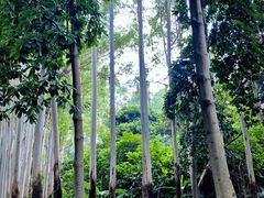 -火炉山森林公园