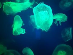 -成都浩海立方海洋公园