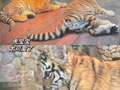 -上海野生动物园