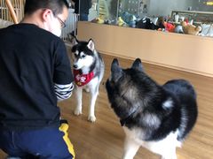 -Husky Go! 哈士奇体验馆·宠物咖啡厅狗咖