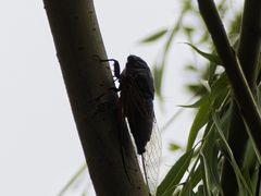 -荔湾湖公园