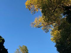 -墨尔本皇家植物园