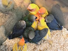 -青石桥花鸟鱼虫市场(叠翠城店)