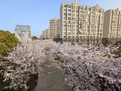 -高东镇樱花园