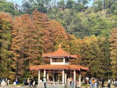 -深圳仙湖植物园