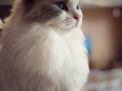 -CAT’S MEWSTAR CAFE·喵星球猫屋(晴湾咖啡店)