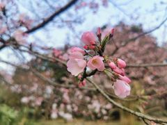 -上海植物园-4号门售票处