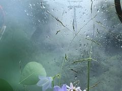 -牛背梁国家森林公园