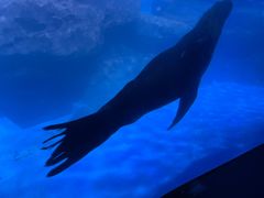 -海合安青岛极地海洋公园