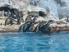 -帝企鹅自助餐厅•儿童岛•真企鹅(长隆企鹅酒店)