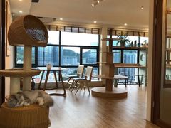 大堂-猫小主咖啡·猫咖cat cafe(福田店)