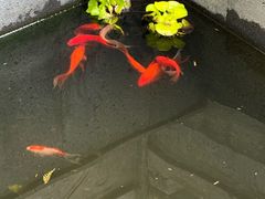 -万寿八仙宫