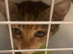 -艾吉宠物医院·疑难杂症转诊中心·猫友好(碧江路院)