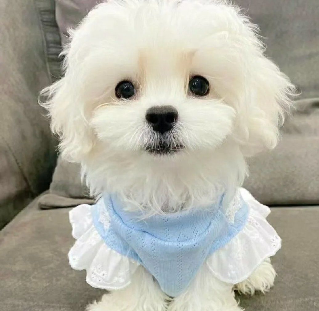 西安靠谱小型犬犬舍推荐