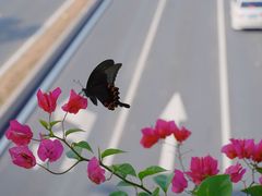 -横琴客运码头