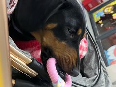 -瑞派名望24h动物医院异宠专科·猫专科·骨科·重症监护分院