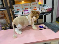 -喵百万·布偶·蓝金金渐层英短·猫舍(百子湾店)