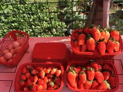 -南汇老顾农家乐采摘大团水蜜桃采摘店