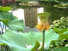-陈家山荷花公园