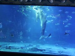 -烟台海昌鲸鲨海洋公园