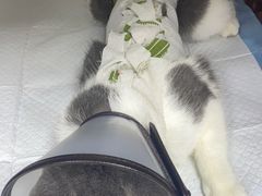 -福州肆爪动物医院