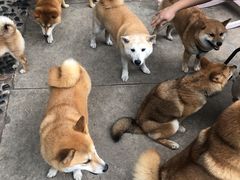 -柴犬高等学院·狗咖·柴犬售卖·宠物训练