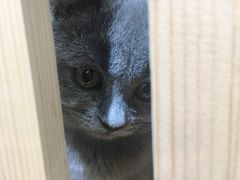 -集宠猫柠宠物生活馆
