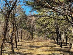 -大觉寺-停车场