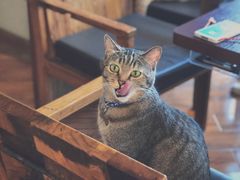 -喵园·猫主题咖啡厅·撸猫·猫咖(国贸店)