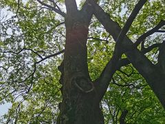 -秋霞圃