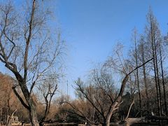 -上海共青森林公园