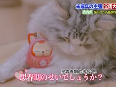 -猫腻·猫咖·撸猫馆(星光大道店)
