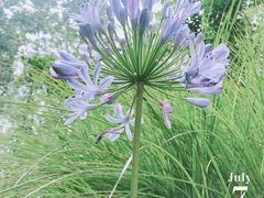 -合肥滨湖国家森林公园