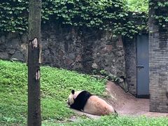 -都江堰中华大熊猫苑