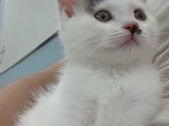 -纳吉亚猫专科动物诊疗中心(蒋宅口分院)