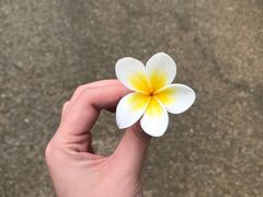 -福照楼汽锅鸡·云南菜(护国路店)