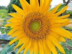 -光明小镇欢乐田园