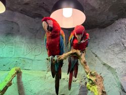 -Zoolung Zoolung动物主题公园(海信广场店)