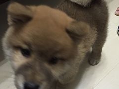 -1013 PET SHOP 宠物商店(近铁城市广场店)